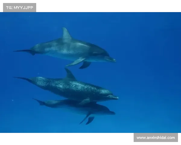 冰鳞蓝鱼的神秘面纱与深海生态之谜探秘 冰鳞蓝鱼的神秘面纱与深海生态之谜探秘